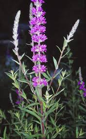 Image result for Lythrum salicaria