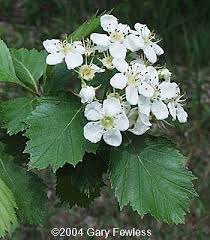 Attēlu rezultāti vaicājumam “Crataegus chrysocarpa”