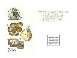 Attēlu rezultāti vaicājumam “Stemonitopsis gracilis spores”