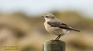 Attēlu rezultāti vaicājumam “Oenanthe oenanthe”