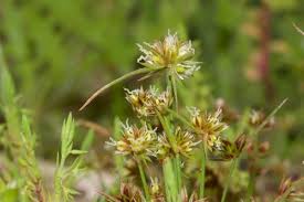 Attēlu rezultāti vaicājumam “Juncus capitatus”
