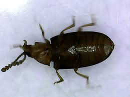 Attēlu rezultāti vaicājumam “Triplax aenea”