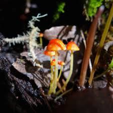 Attēlu rezultāti vaicājumam “Mycena acicula”