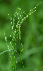 Attēlu rezultāti vaicājumam “Poa palustris”