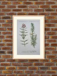 Attēlu rezultāti vaicājumam “Dracocephalum ruyschiana fruit”