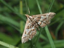 Attēlu rezultāti vaicājumam “Diasemia reticularis”