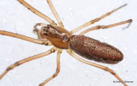 Attēlu rezultāti vaicājumam “Tetragnathidae”