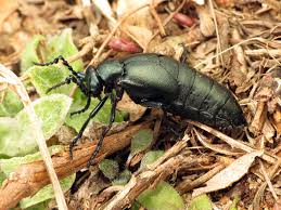 Attēlu rezultāti vaicājumam “Meloe sp.”