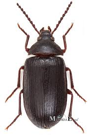 Attēlu rezultāti vaicājumam “Prionychus ater”