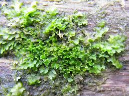 Attēlu rezultāti vaicājumam “Riccardia latifrons”