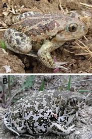 Attēlu rezultāti vaicājumam “Pelobates fuscus”