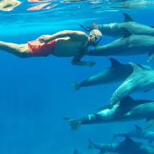 Image result for Durley Dolphin Diver