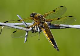 Attēlu rezultāti vaicājumam “Libellula quadrimaculata exuvia”