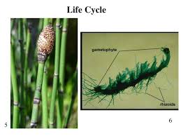 Attēlu rezultāti vaicājumam “Aloina rigida sporophyte”