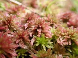 Attēlu rezultāti vaicājumam “Sphagnum magellanicum”