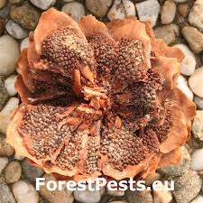 Attēlu rezultāti vaicājumam “Pucciniastrum areolatum”