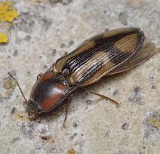 Attēlu rezultāti vaicājumam “Selatosomus cruciatus”