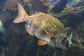 Image result for Diplodus cervinus