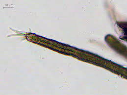 Attēlu rezultāti vaicājumam “Cystocoleus ebeneus”