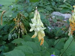 Attēlu rezultāti vaicājumam “Lathyrus laevigatus”