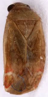 Attēlu rezultāti vaicājumam “Psallus sp.”