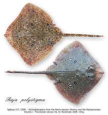 Image result for Raja polystigma