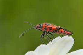 Attēlu rezultāti vaicājumam “Corizus hyoscyami”