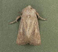 Attēlu rezultāti vaicājumam “Chortodes fluxa”