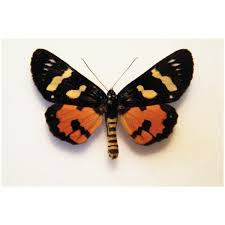 Attēlu rezultāti vaicājumam “Callistege mi”