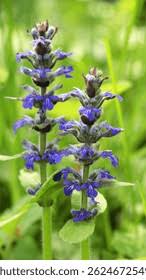 Attēlu rezultāti vaicājumam “Ajuga reptans bud”