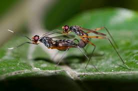 Attēlu rezultāti vaicājumam “Ichneumonidae”