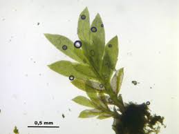 Attēlu rezultāti vaicājumam “Fissidens pusillus”