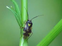 Attēlu rezultāti vaicājumam “Orthops basalis”