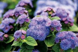 Image result for Ageratum houstonianum