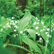 Attēlu rezultāti vaicājumam “Convallaria majalis bud”