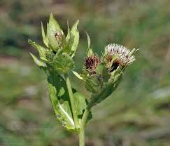 Attēlu rezultāti vaicājumam “Cirsium oleraceum”