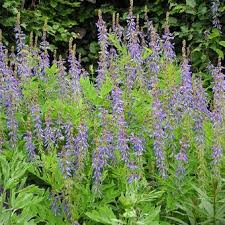 Attēlu rezultāti vaicājumam “Galega orientalis”