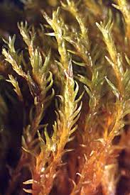 Attēlu rezultāti vaicājumam “Hymenostylium recurvirostrum macro”