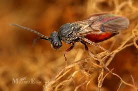 Attēlu rezultāti vaicājumam “Diplolepis rosae”