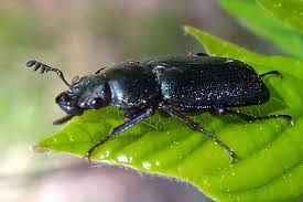 Attēlu rezultāti vaicājumam “Platycerus caraboides”