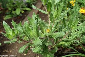 Image result for Cnicus benedictus