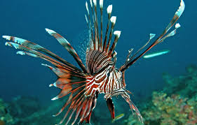 Image result for Pterois volitans