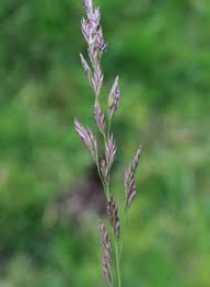 Attēlu rezultāti vaicājumam “Festuca arenaria”