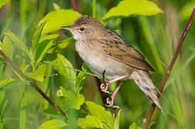 Image result for Locustella naevia