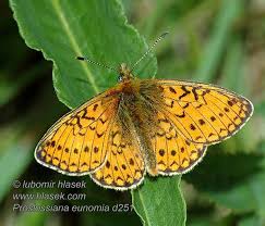 Attēlu rezultāti vaicājumam “Boloria eunomia upperside”