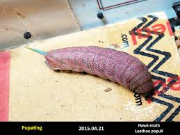 Attēlu rezultāti vaicājumam “Laothoe populi larva”