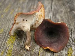 Attēlu rezultāti vaicājumam “Polyporus tubaeformis”