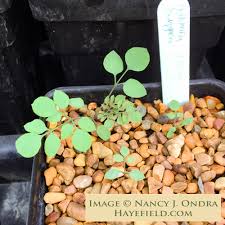 Image result for Adlumia cirrhosa