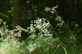 Attēlu rezultāti vaicājumam “Luzula luzuloides”