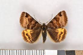 Attēlu rezultāti vaicājumam “Euclidia glyphica”